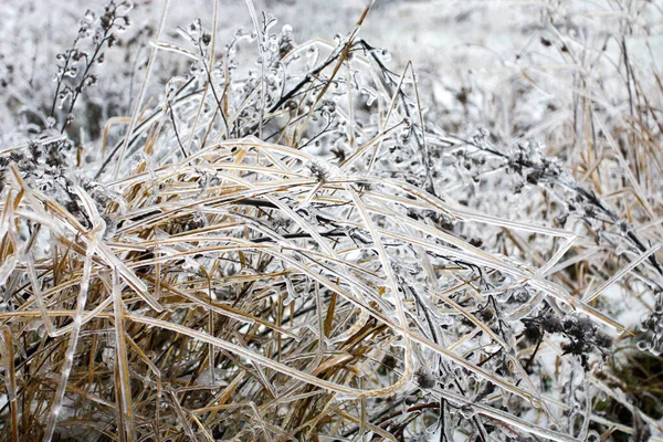 冬季早晨 对覆盖在冰层上的干枯植物进行特写 — 图库照片