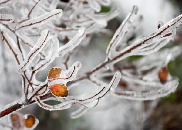 Sonbahar Yaprakları Buz Kabuğunda Buzlu Bir Çalılığın Ince Dalları — Stok fotoğraf