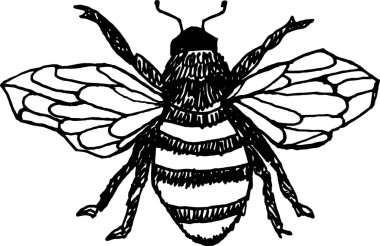 Honey bee vector  illustration.  clipart