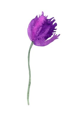 Watercolor purple tulips hand drawn illustration