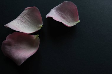 Pink rose petal on black background