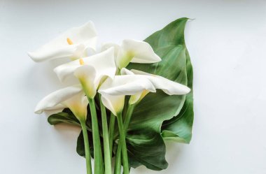 Kusursuz beyaz zambak çiçekleri, Zantedeschia aethiopica.