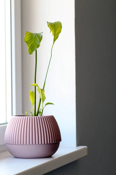Peace Lily, spatifilum plant in pink pot
