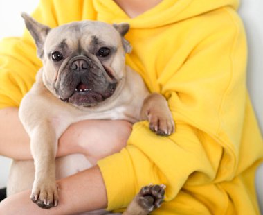 Şirin Fransız bulldog sahibinin elinde yatıyor.