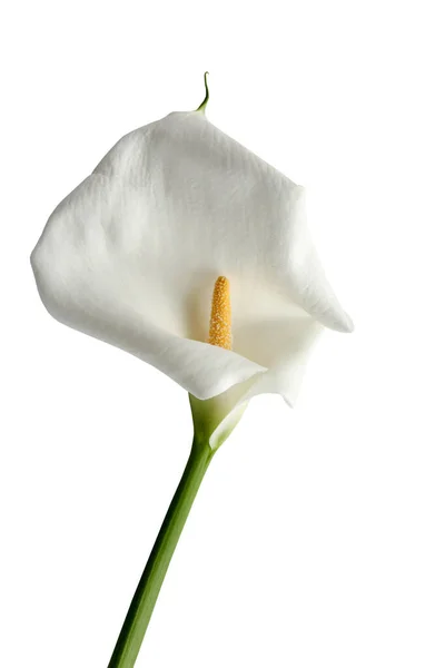 Beautiful Calla Lilie White Background — Stock Photo, Image