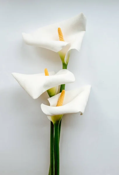 Flores Brancas Impecáveis Grandes Dos Lírios Calla Zantedeschia Aethiopica — Fotografia de Stock
