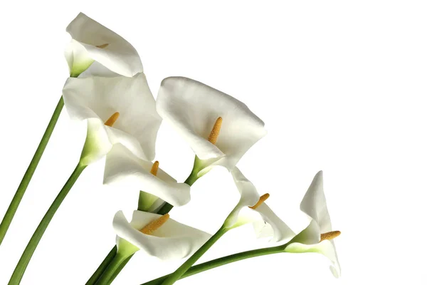 Grandes Flores Lirios Blancos Impecables Calla Zantedeschia Aethiopica — Foto de Stock
