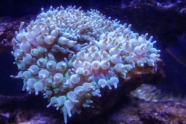 Groene Bubble Tip Anemoon Entacmaea Quadricolor Onderwaterwereld — Stockfoto