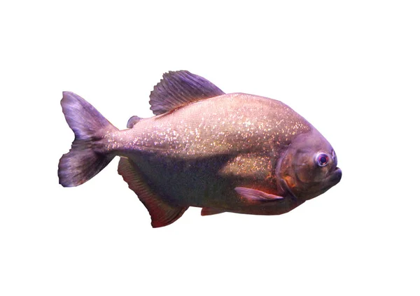 Piranha Vermelha Pygocentrus Nattereri Piranha Barriga Vermelha Sobre Fundo Branco — Fotografia de Stock