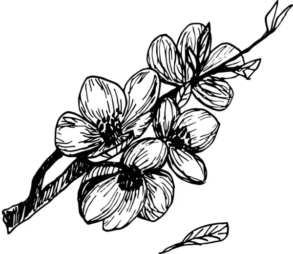 Kvetoucí Meruňka Švestka Granátové Jablko Nebo Broskev Kvetoucí Větev Meruňky — Stock fotografie