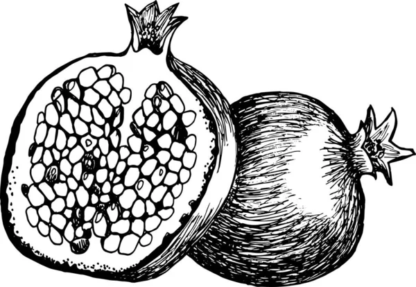 Hand Drawn Pomegranate Fruit Illustration Whole Sliced Fruit Botanical Vintage — Stock Photo, Image