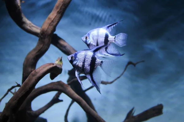 Engelsvissen Pterophyllum Scalair Gestreept Een Aquarium — Stockfoto