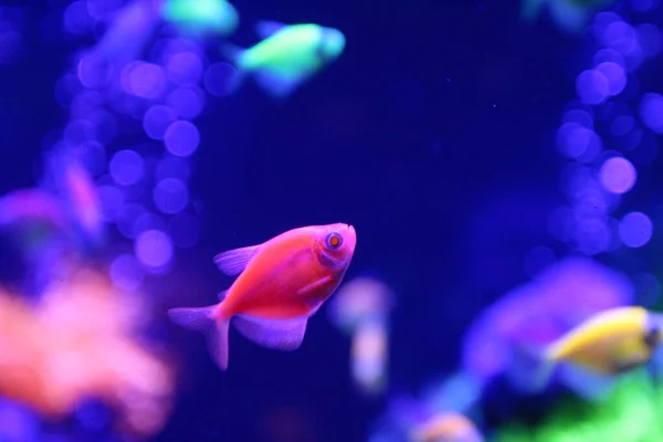 Grüner Tetra Kugelfisch Aquarium — Stockfoto