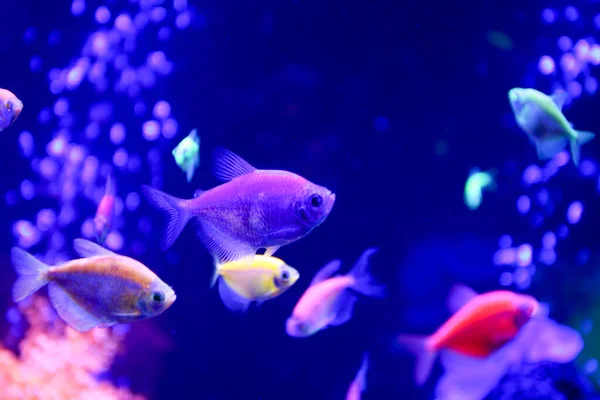 Prachtige Onderwaterwereld Met Kleurrijke Neon Vissen — Stockfoto