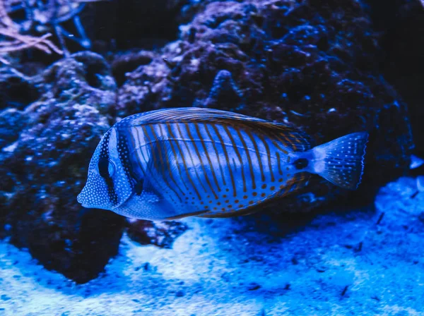 Zebrasoma Vissen Zeilen Zebrasoma Desjardinii Het Aquarium — Stockfoto