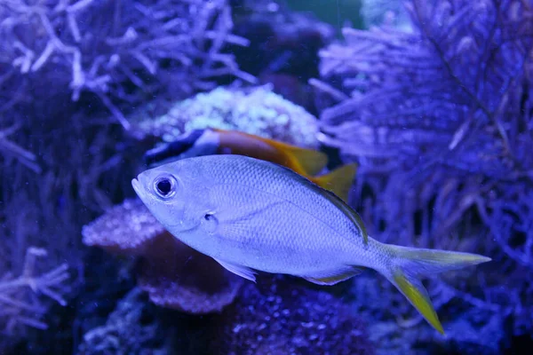 Geelrug Fusilier Caesio Xanthonota Aquarium — Stockfoto