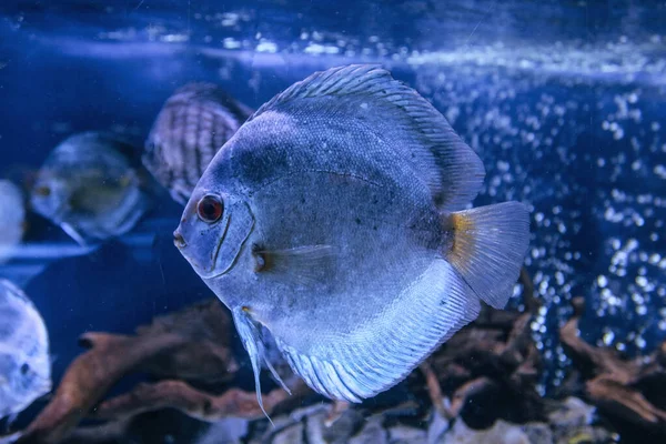 Prachtige Gouden Schijfjes Aquariumvissen — Stockfoto