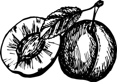 Beyaz arkaplanda erik izole edildi. 