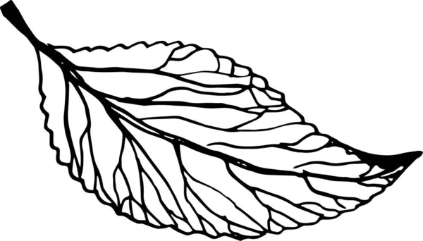 Liść Śliwki Kolorze Czarnym Izolowany Białym Tle — Zdjęcie stockowe