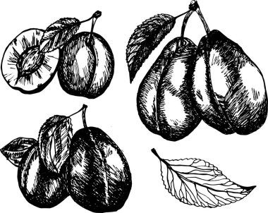 Erikler beyaz arkaplanda izole edildi. 