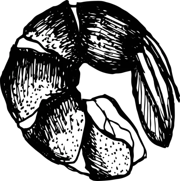 Illustration Vectorielle Gravure Crevettes Sans Tête — Photo