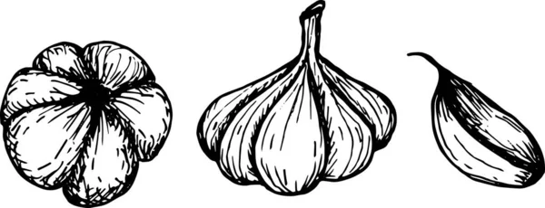 Hand Drawing Fresh Garlic — Stock Photo, Image