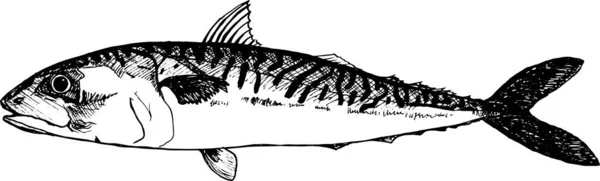 Sea Fish Mackerel White — Stock Photo, Image