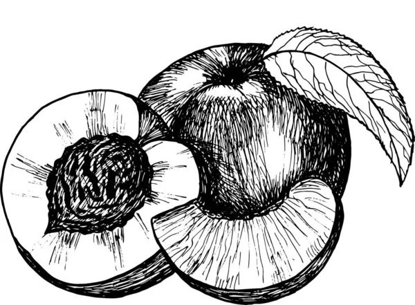 Peach Fruit Sliced Pieces Sketch — Stock Photo, Image