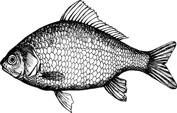 Crucian Sazan Balığı Çizimi Vektör Illüstrasyonu — Stok fotoğraf