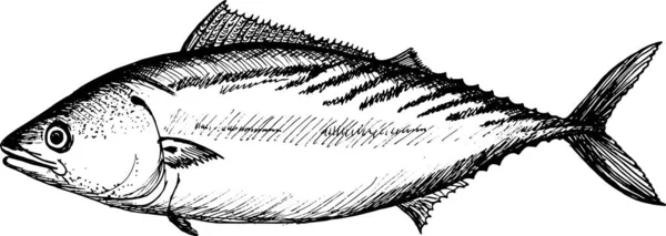 Illustration Des Atlantischen Bonito Fisches — Stockfoto