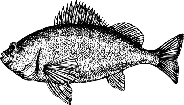 Bass Deniz Ürünleri Monokrom Çizimi — Stok fotoğraf