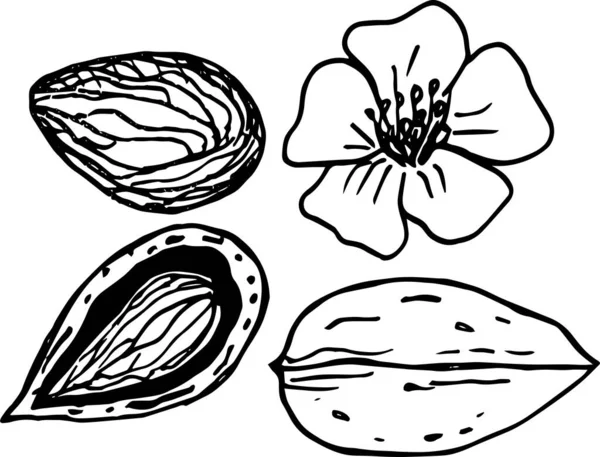 Badem Fıstığı Çiçek Çizgi Sanatı — Stok fotoğraf