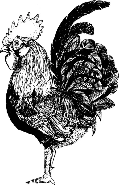 Realistic Rooster Cock Hand Drawn Illustration — Stock Photo, Image