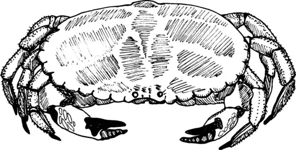 Ilustracja Ręcznego Rysowania Kraba — Zdjęcie stockowe