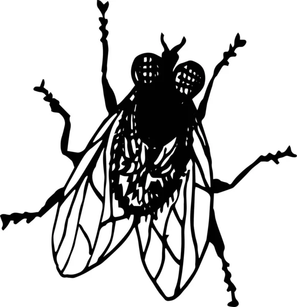 苍蝇的黑色轮廓 — 图库照片