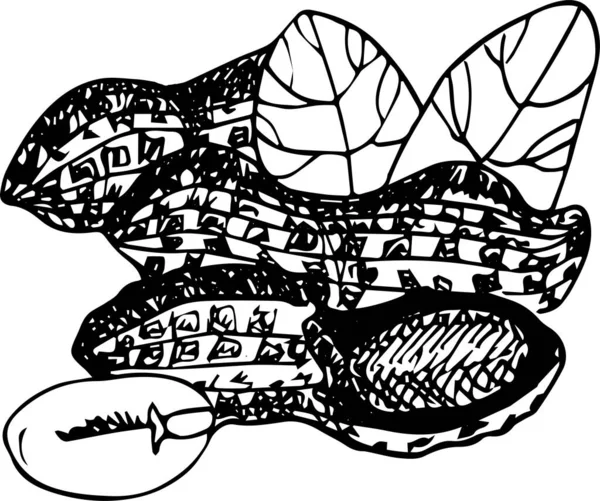 Çizimi Çizim Tarzı Fıstıklar — Stok fotoğraf