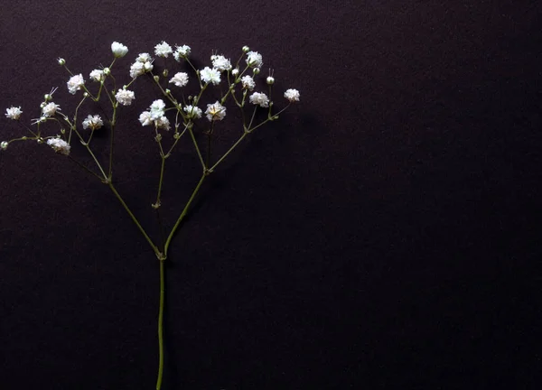 Pozdrav Karta Jemnou Gypsophila Květiny Černém Pozadí — Stock fotografie