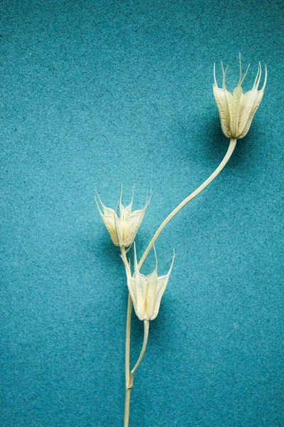 Špičky Sušených Květin Nigella Modrém Pozadí — Stock fotografie