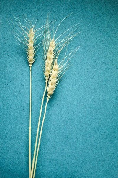 蓝色背景的干黑麦小穗 — 图库照片