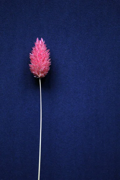Špičky Sušených Květin Polypogon Tmavomodrém Pozadí — Stock fotografie