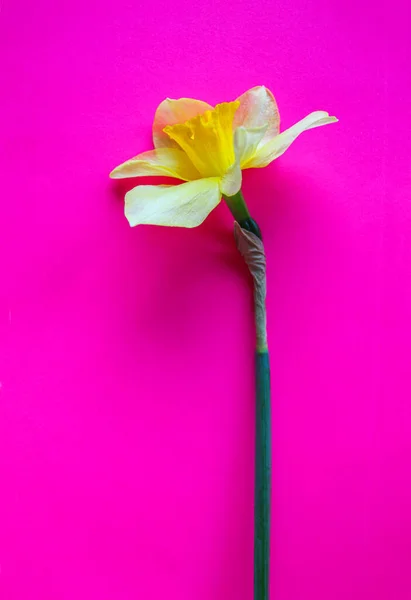 Цветок Желтого Нарцисса Ярко Малиновом Фоне — стоковое фото
