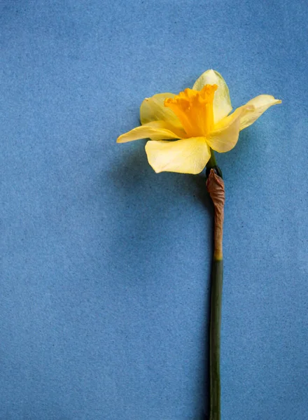 Žluté Narcisy Květ Jasně Modrém Pozadí — Stock fotografie