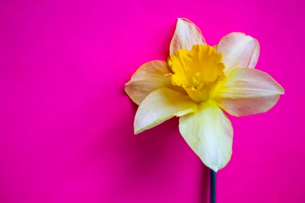 진홍색 배경에 노란색 수선화 — 스톡 사진