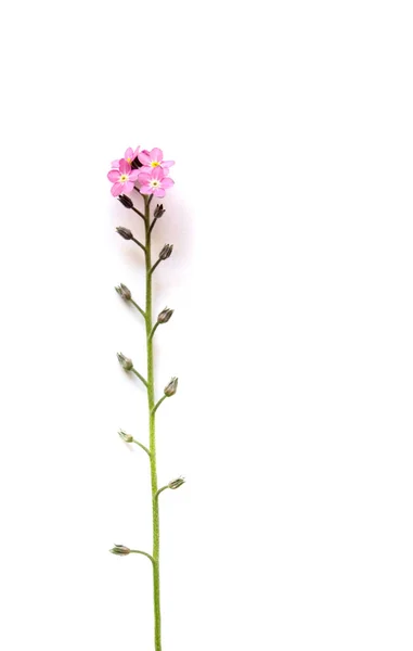 Pink Forget Flower White Background — Stock Photo, Image