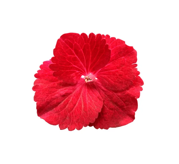 Schöne Makroaufnahme Von Rosa Und Roten Hortensienblütenblättern Blütendetail — Stockfoto