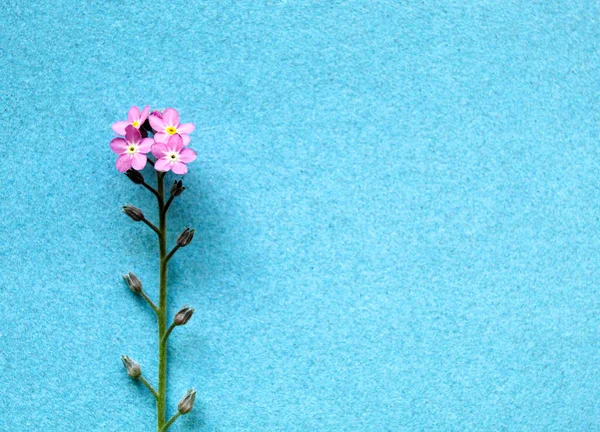Розовый Забытый Цветок Синем Фоне — стоковое фото