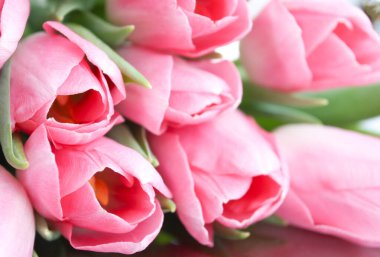 Pembe tonda çiçek açan lale