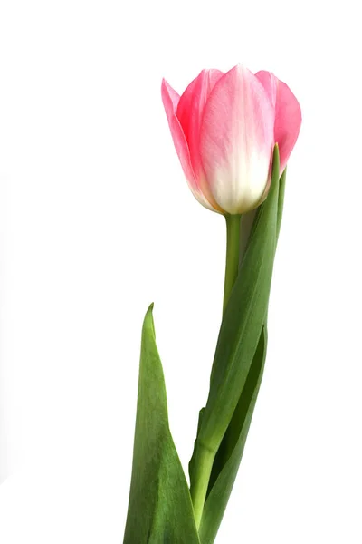 Fresh Pink Tulip White Backgroun — Stock Photo, Image