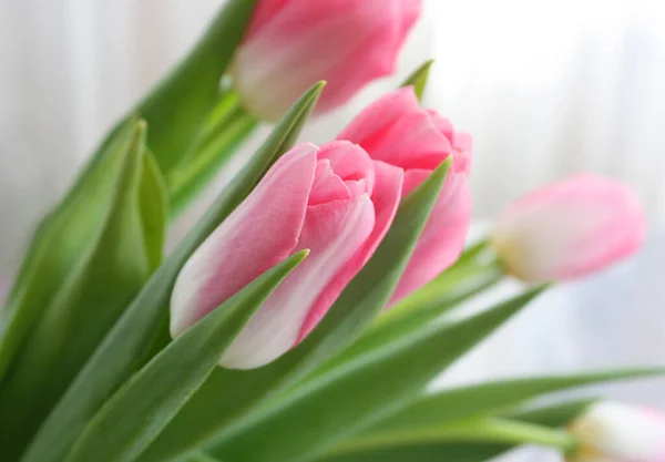 Pink Blooming Tulips Background — Stock Photo, Image