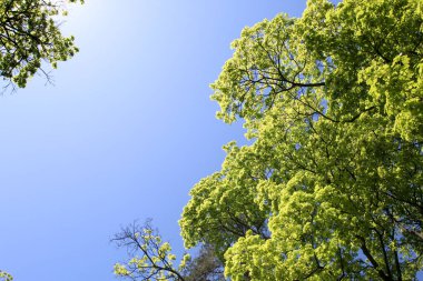 Mavi gökyüzünün arka planında, bahar ağaçlarının çok renkli tepelerini gördüm.